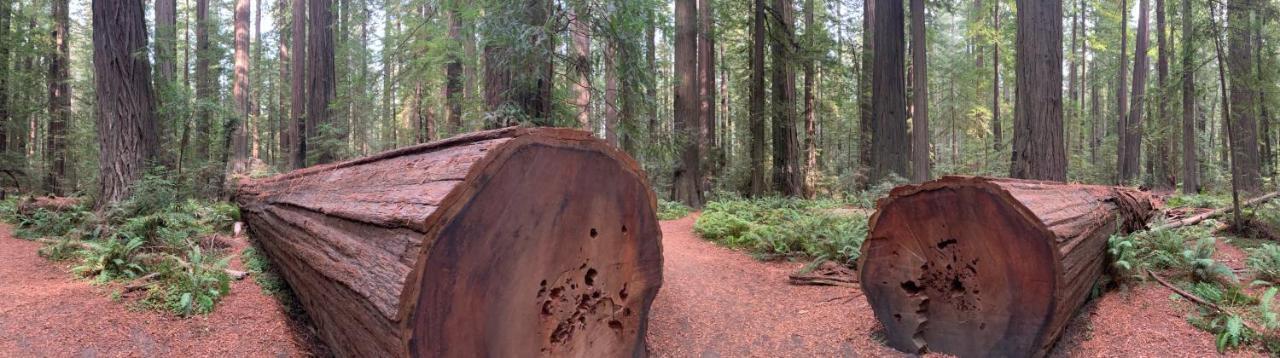 Glamping In The Redwoods With A Hot Tub! Hotel Garberville Kültér fotó